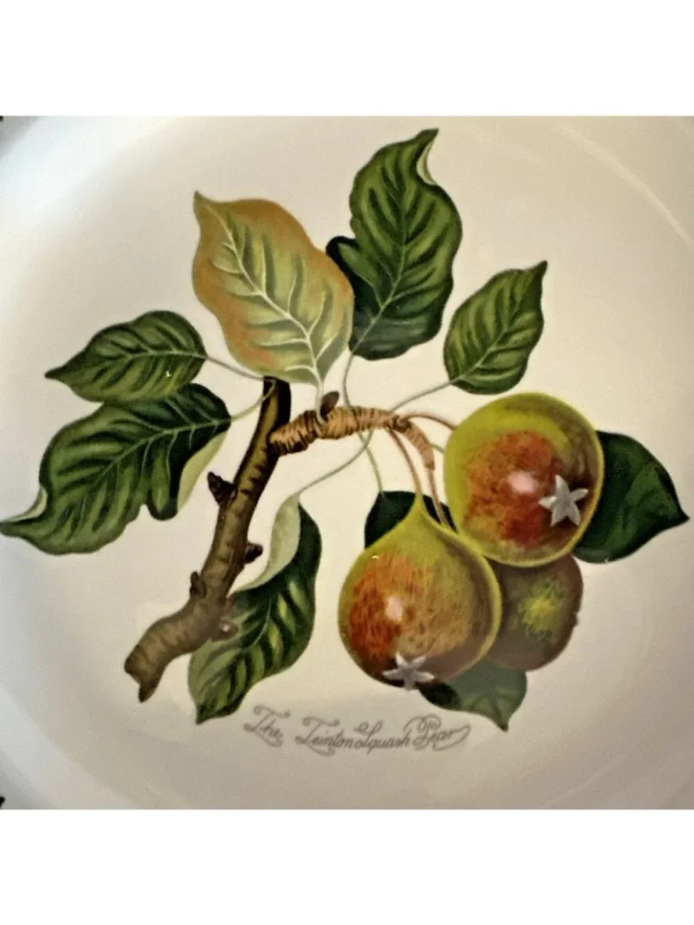 Portmeirion Pomona Dinner Plate The Teinton Squash Pear 10.5
